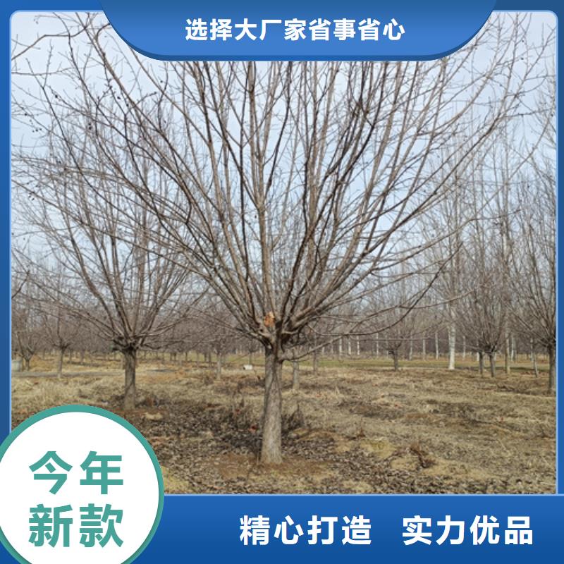 【图】速生法桐厂家