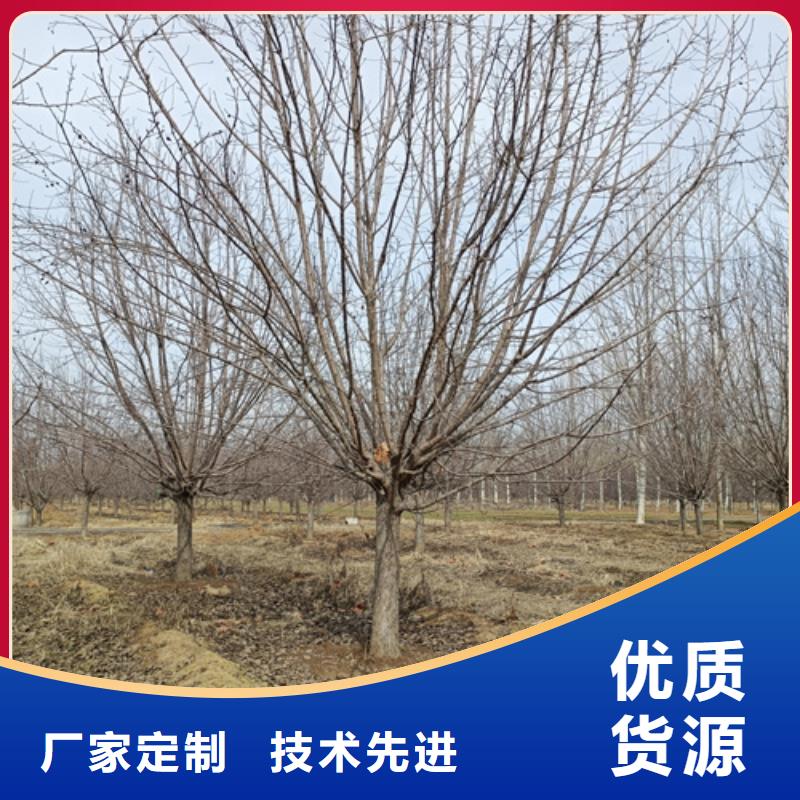 法桐白蠟優(yōu)選廠商