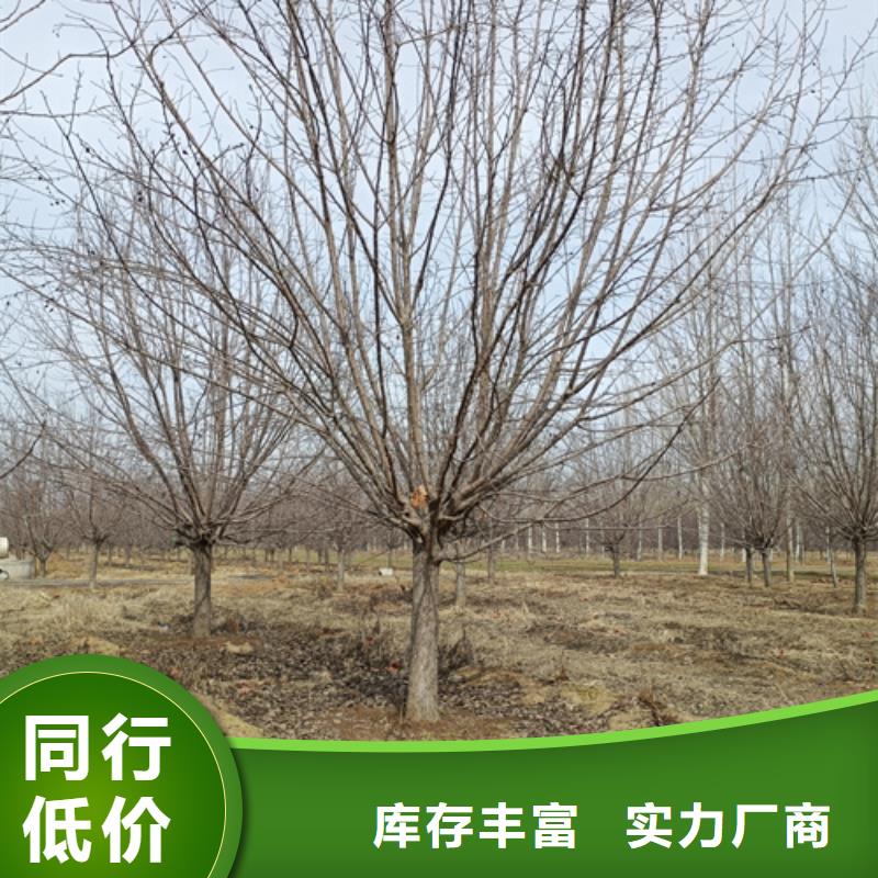 法桐,五角枫用心服务