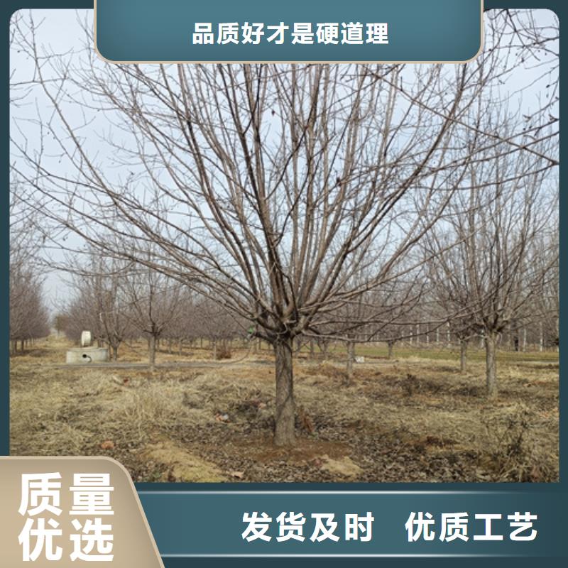 法桐五角楓廠家十分靠譜