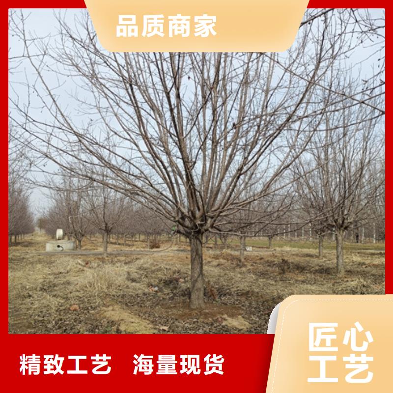 法桐黄金槐市场报价