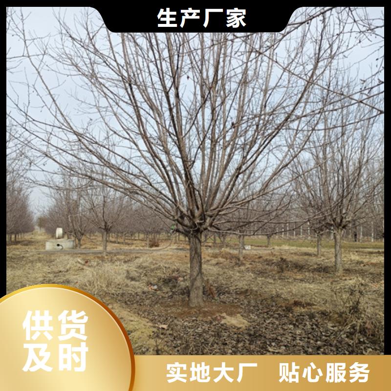法桐原生冠法桐优良材质