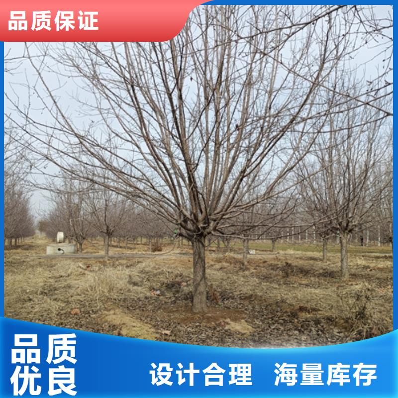 法桐黃金槐源頭廠源頭貨