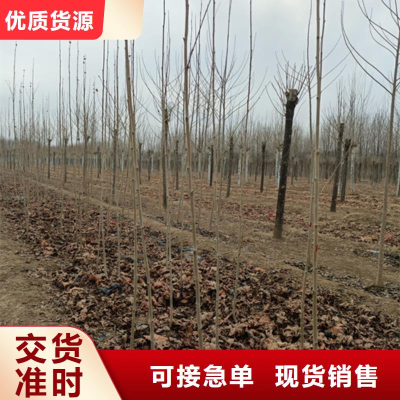 法桐,金葉復(fù)葉槭服務(wù)至上