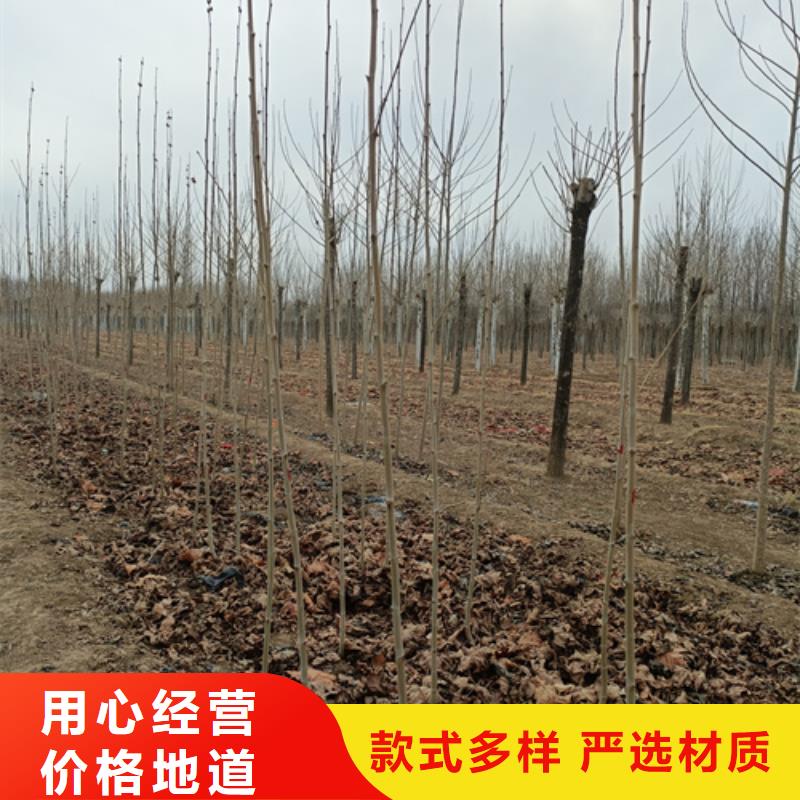 法桐金葉槐工廠采購