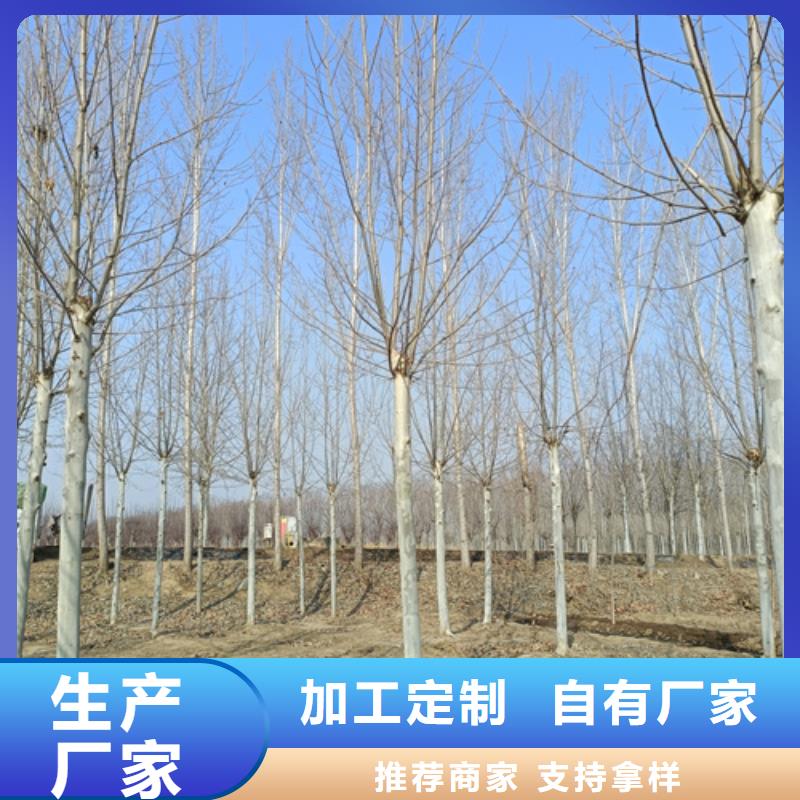 法桐-北京欒準(zhǔn)時(shí)交付