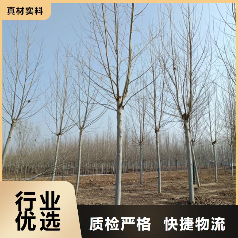 法桐原生冠法桐优良材质