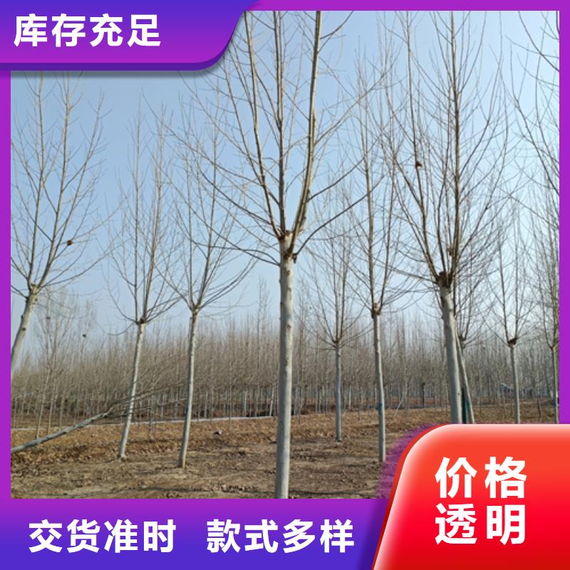 法桐,金葉復(fù)葉槭做工細致