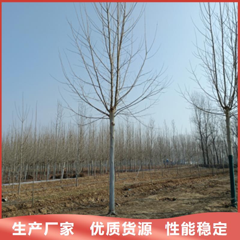 法桐_美国红枫买的是放心