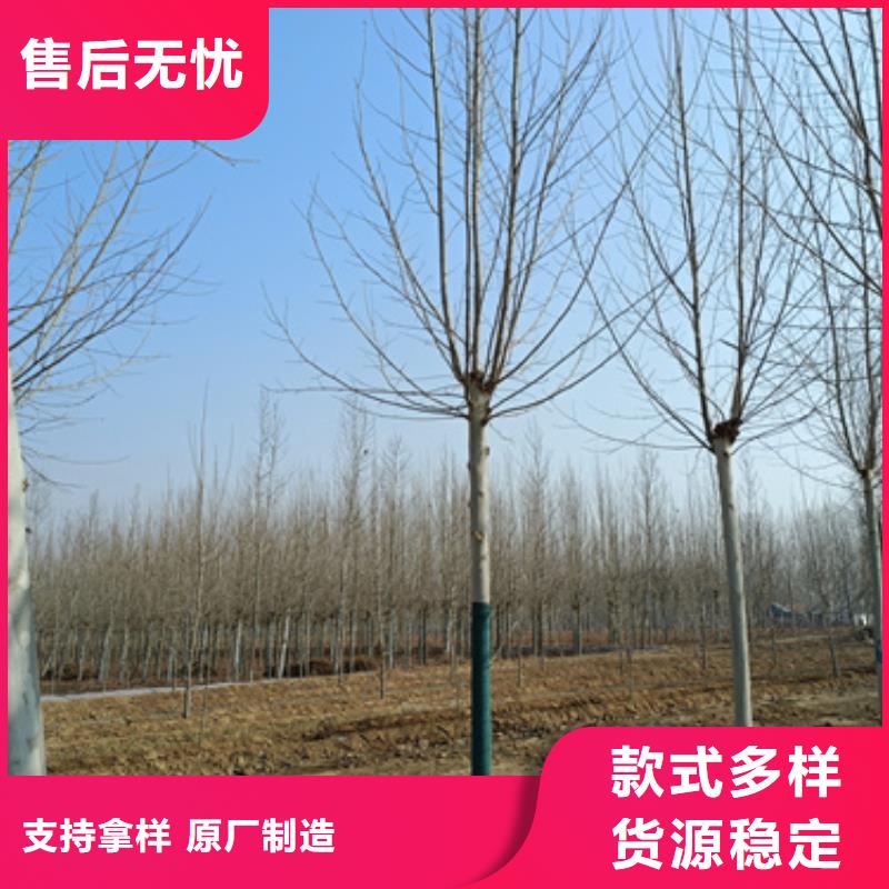 法桐小苗免费拿样