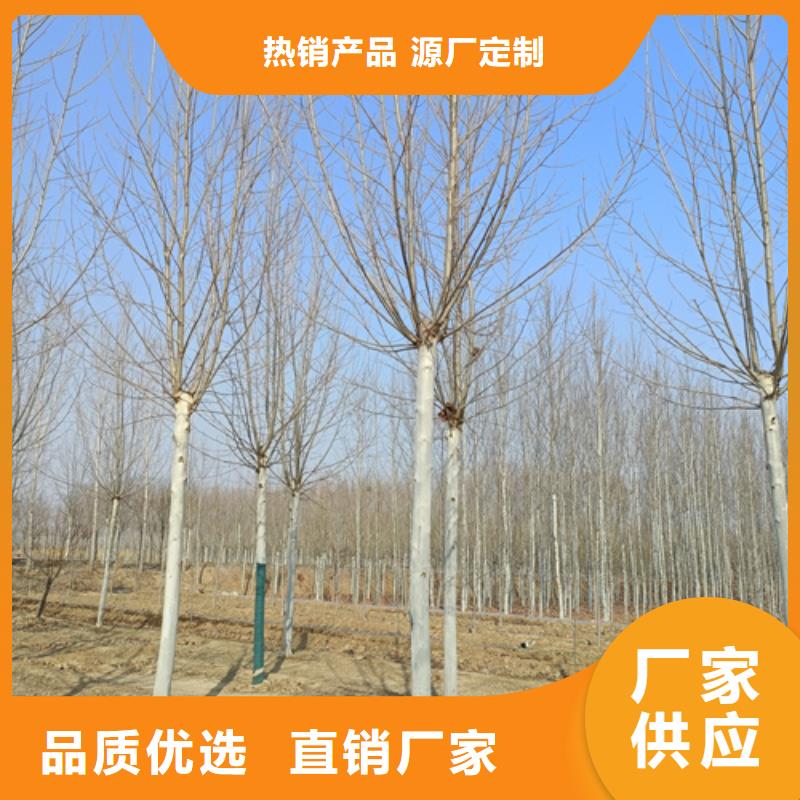 法桐-五角楓采購無憂