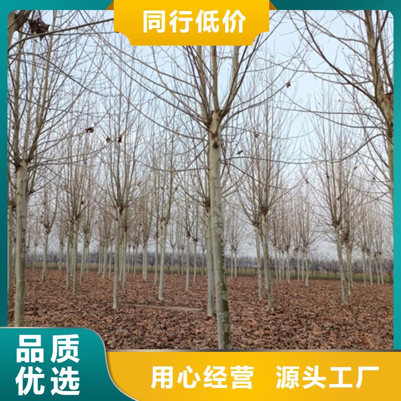 法桐_美国红枫买的是放心