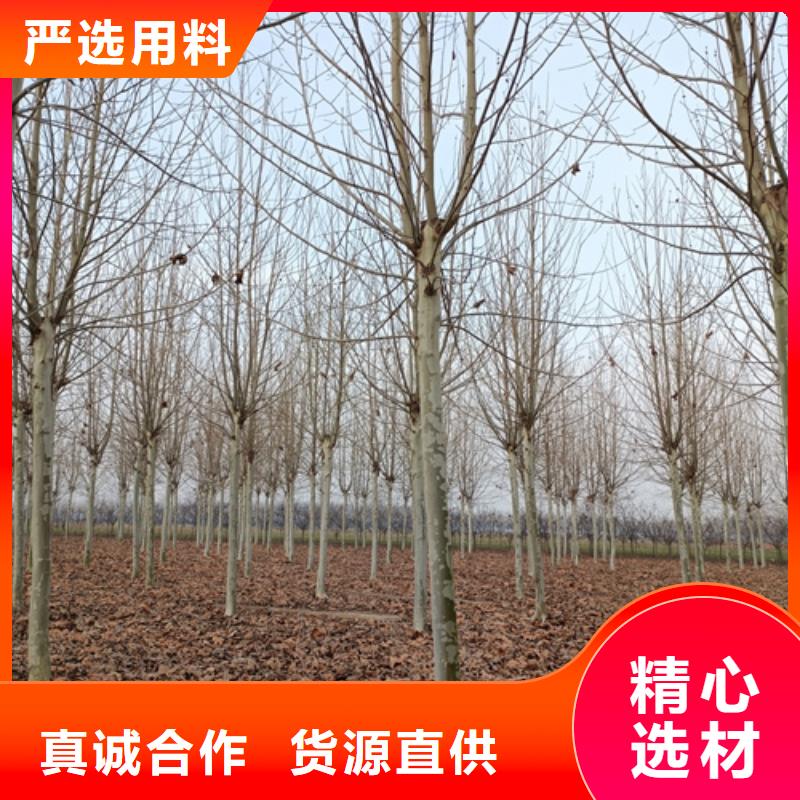 法桐小苗、法桐小苗生产厂家_规格齐全
