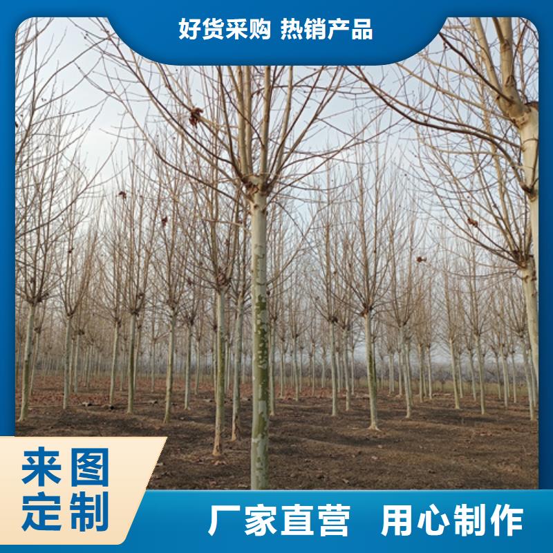 法桐黃金槐自營品質(zhì)有保障