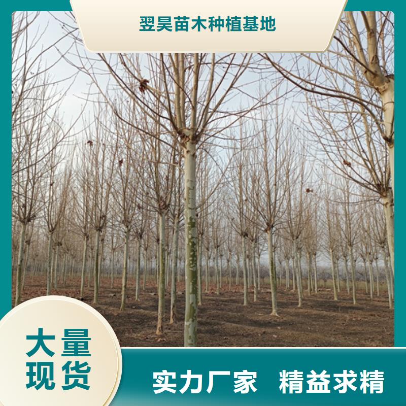 法桐,五角枫超产品在细节