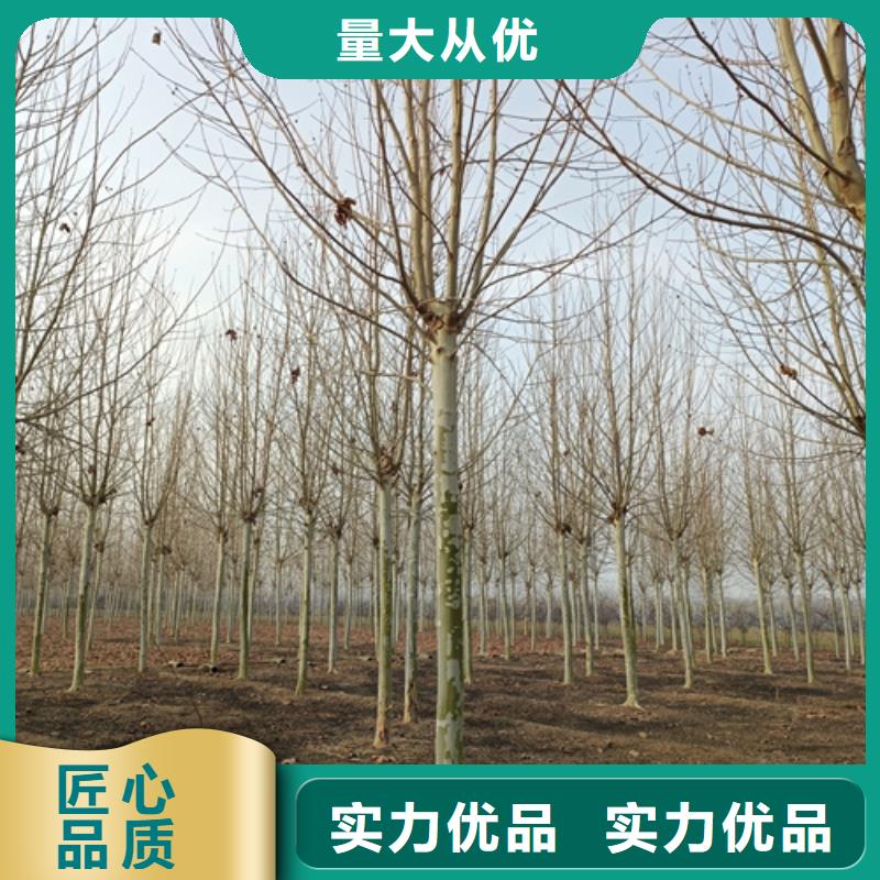 法桐垂絲海棠廠家