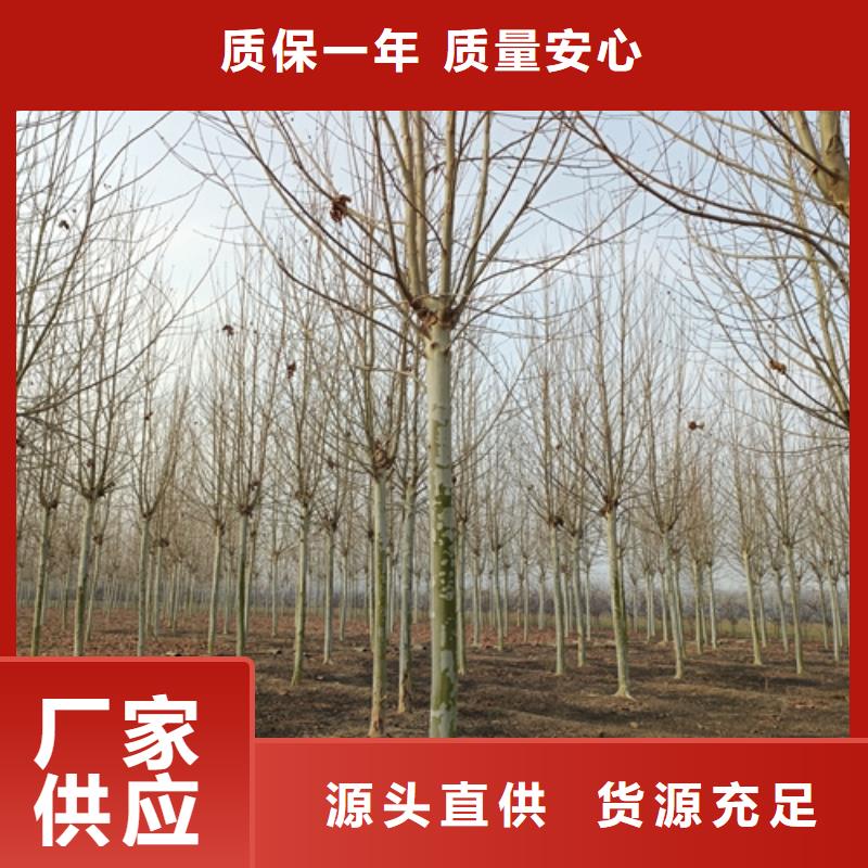 法桐美国红枫自产自销