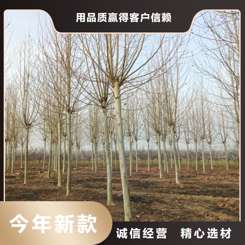 法桐黃金槐源頭廠源頭貨