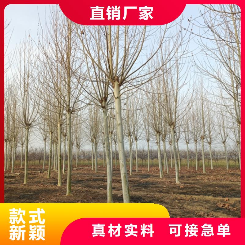 法桐黃金槐專注品質(zhì)
