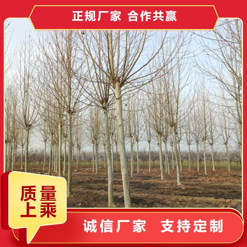 法桐原生冠法桐优良材质