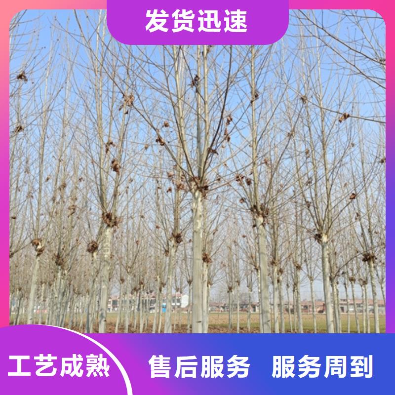 造型法桐价格合理绿化苗木