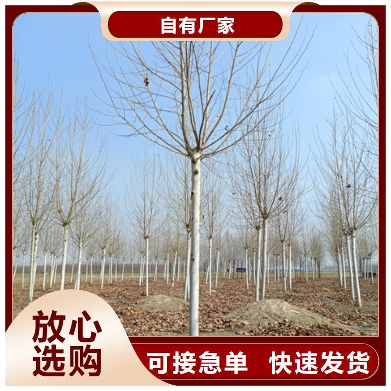 法桐金葉復(fù)葉槭源頭采購(gòu)