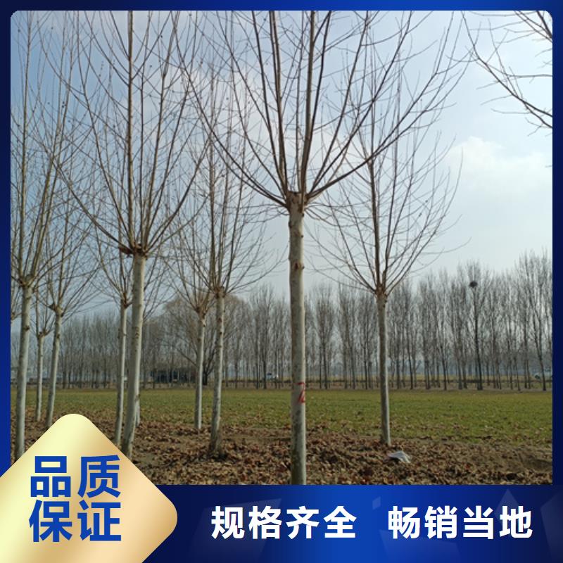 【法桐西府海棠用途廣泛】