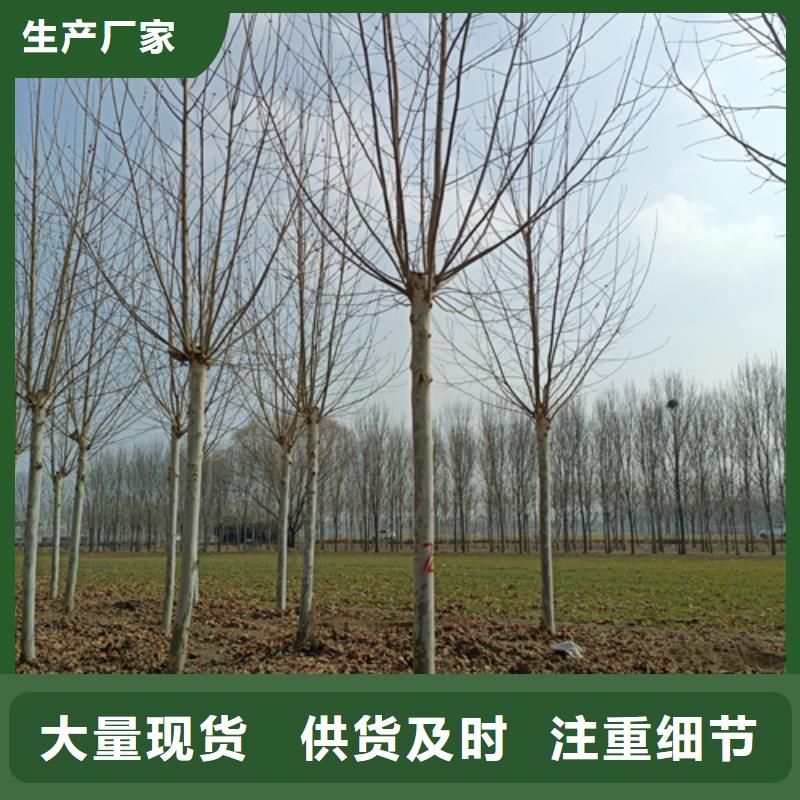 法桐黃金槐自營品質(zhì)有保障