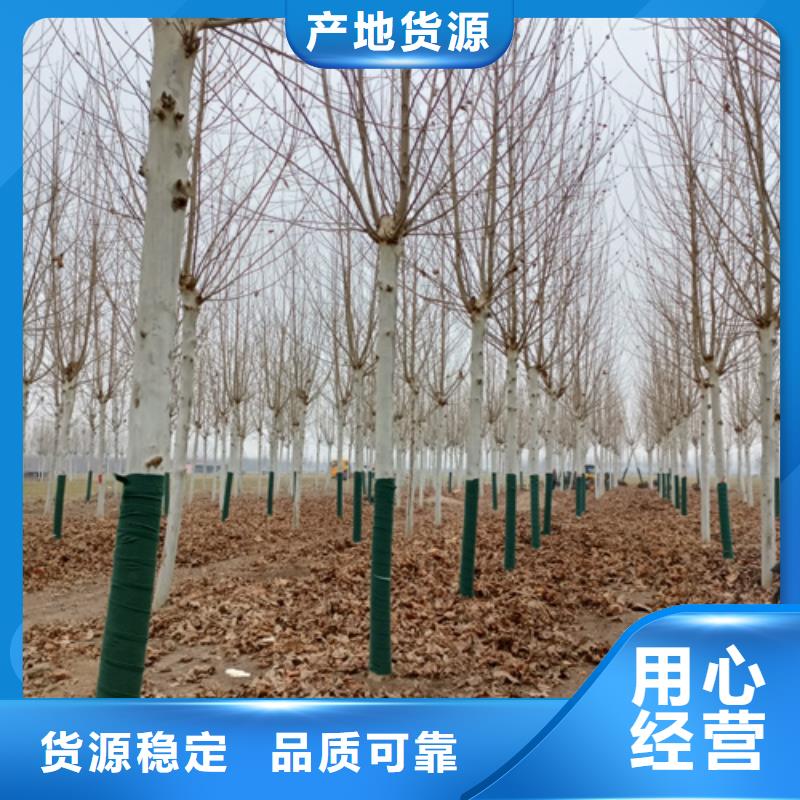 法桐白蠟優(yōu)選廠商