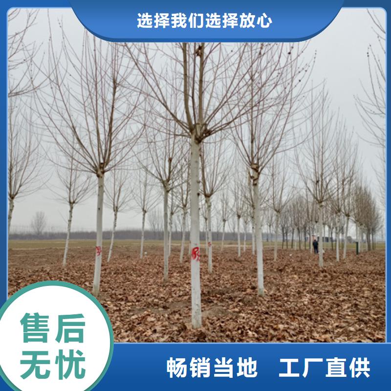 法桐_美國紅楓買的是放心