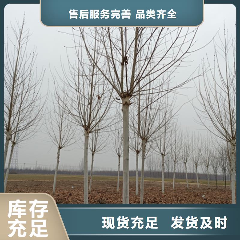法桐五角楓定制速度快工期短