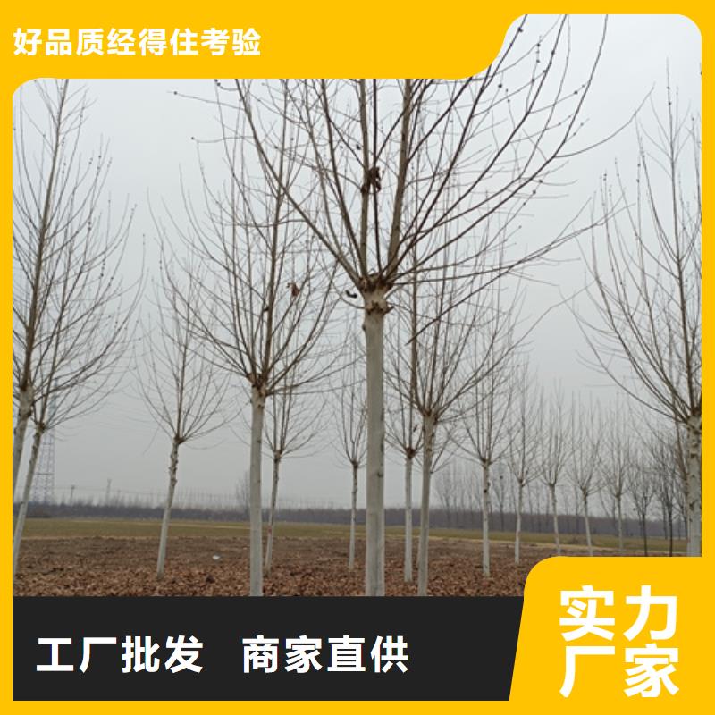 法桐黃金槐自營品質(zhì)有保障