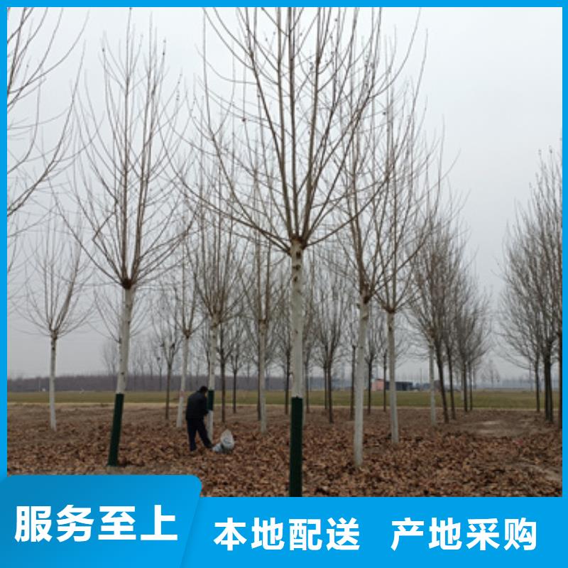 法桐美国红枫不只是质量好