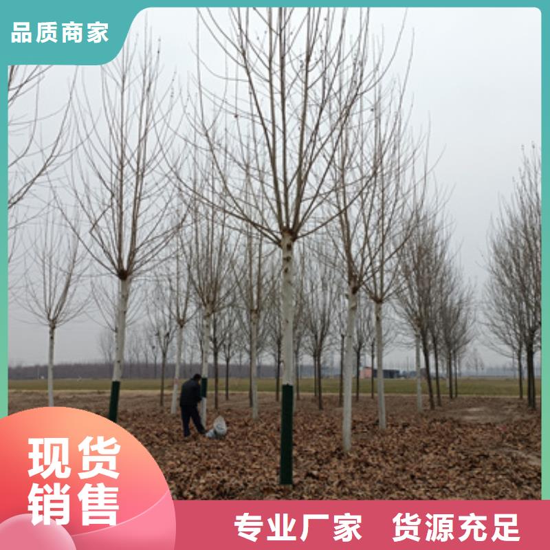速生法桐全国销售点