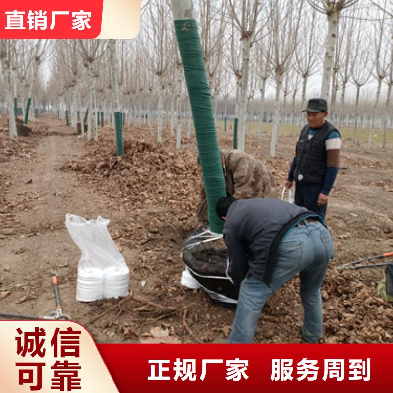 法桐行情十余年廠家