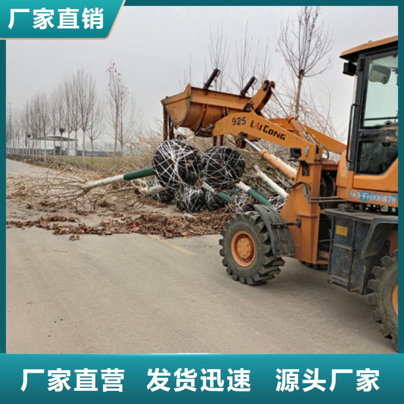 速生法桐用途分析