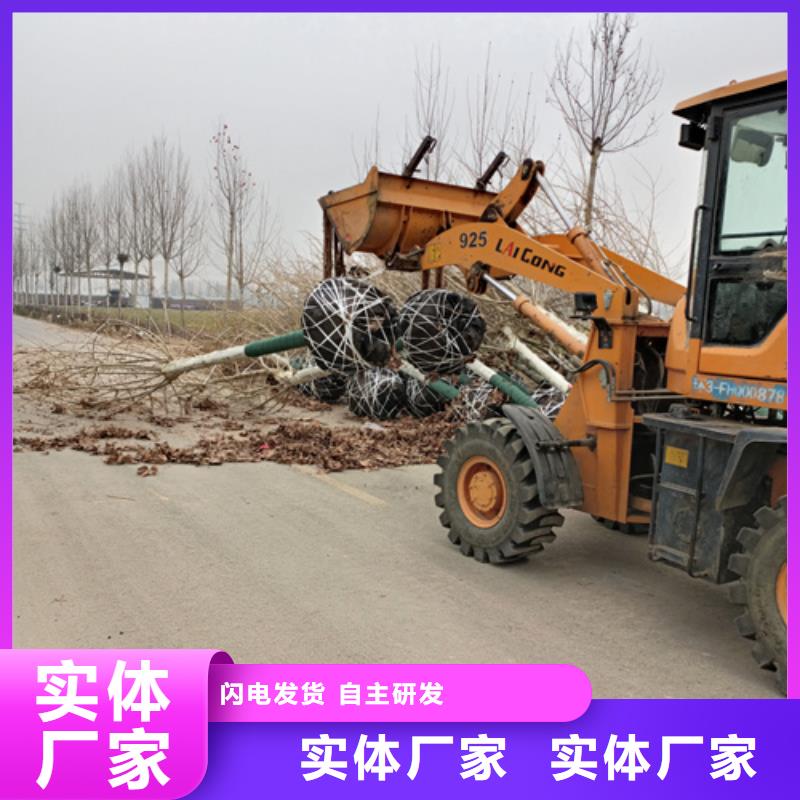 法桐_美国红枫买的是放心