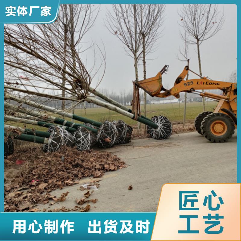 法桐,金葉復(fù)葉槭服務(wù)至上