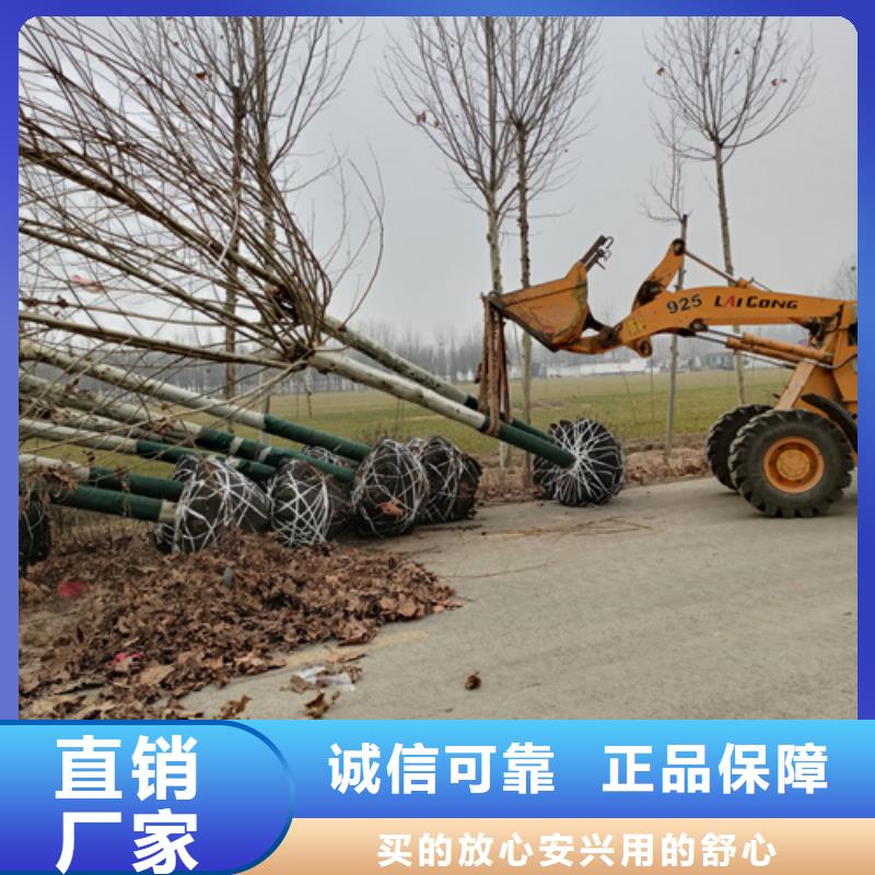 法桐_美國紅楓買的是放心