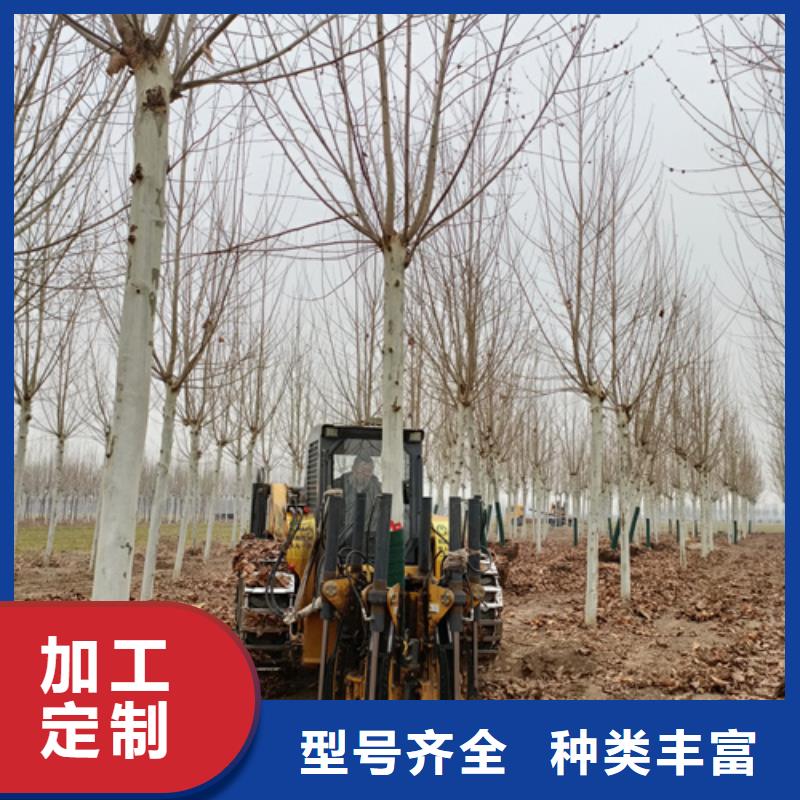 法桐_美国红枫买的是放心