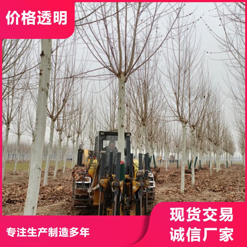 【图】速生法桐厂家