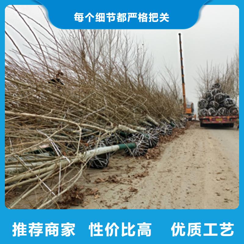 法桐金叶槐欢迎新老客户垂询
