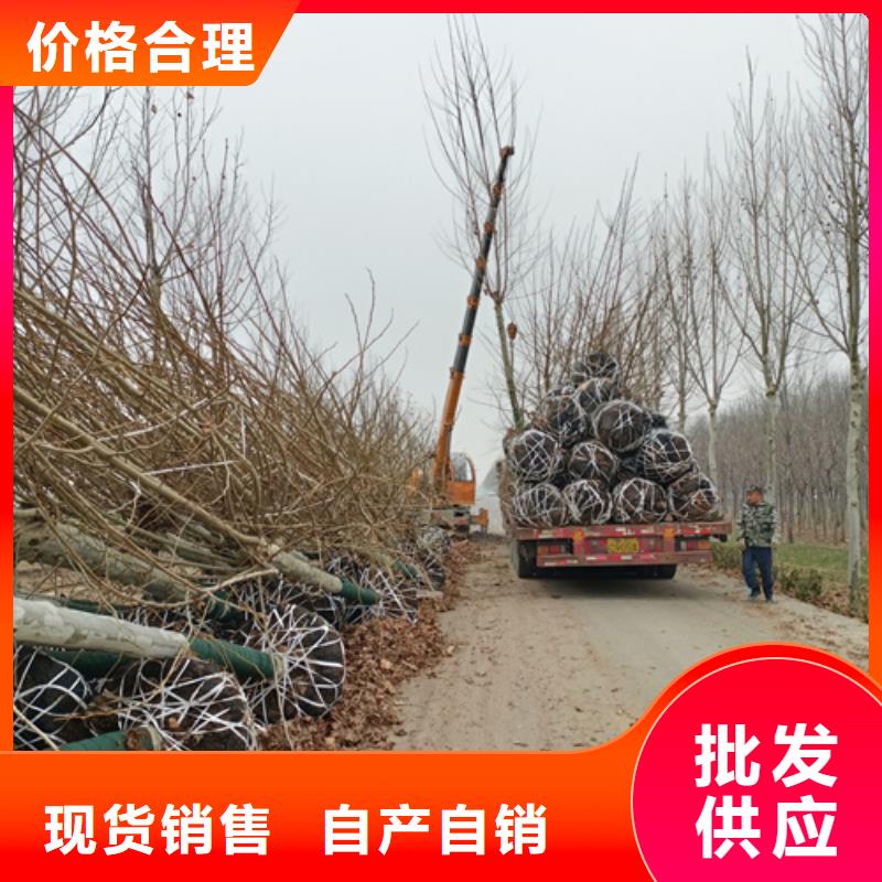 法桐秋紫白蠟全新升級(jí)品質(zhì)保障