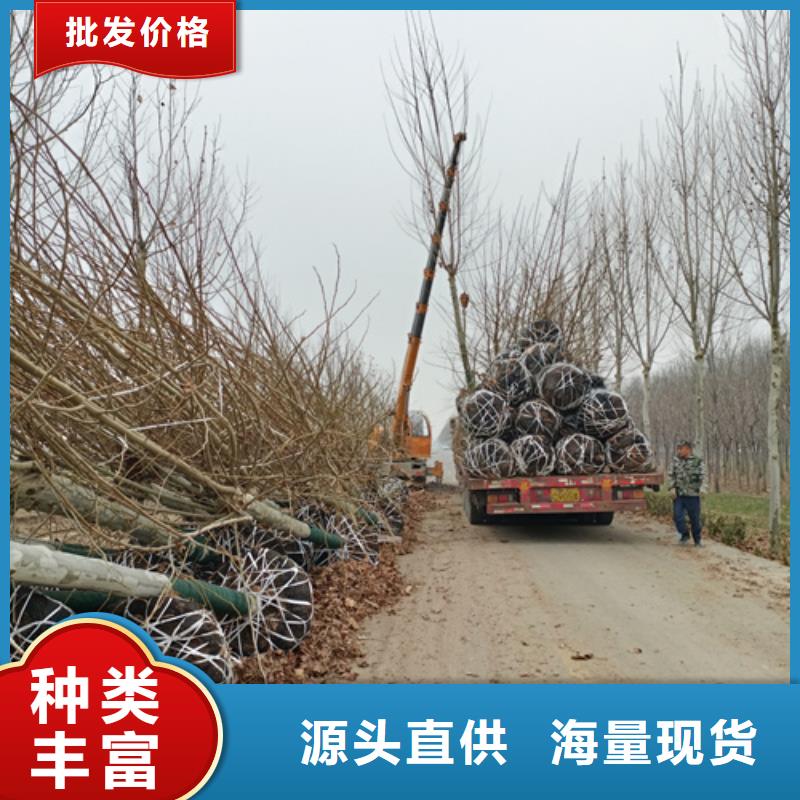 法桐小苗诚信企业绿化苗木