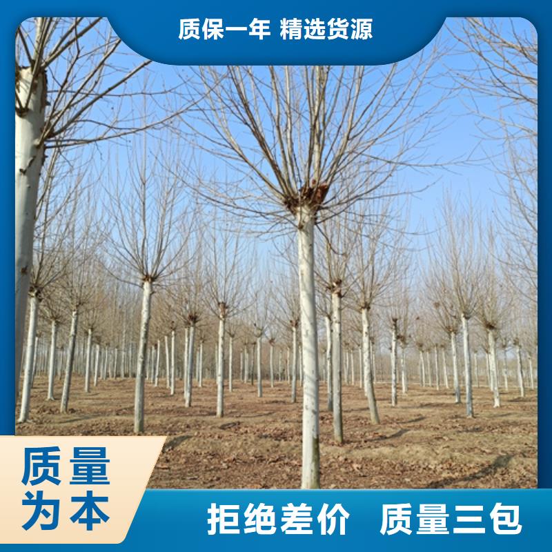 法桐,北京欒實(shí)體誠信廠家