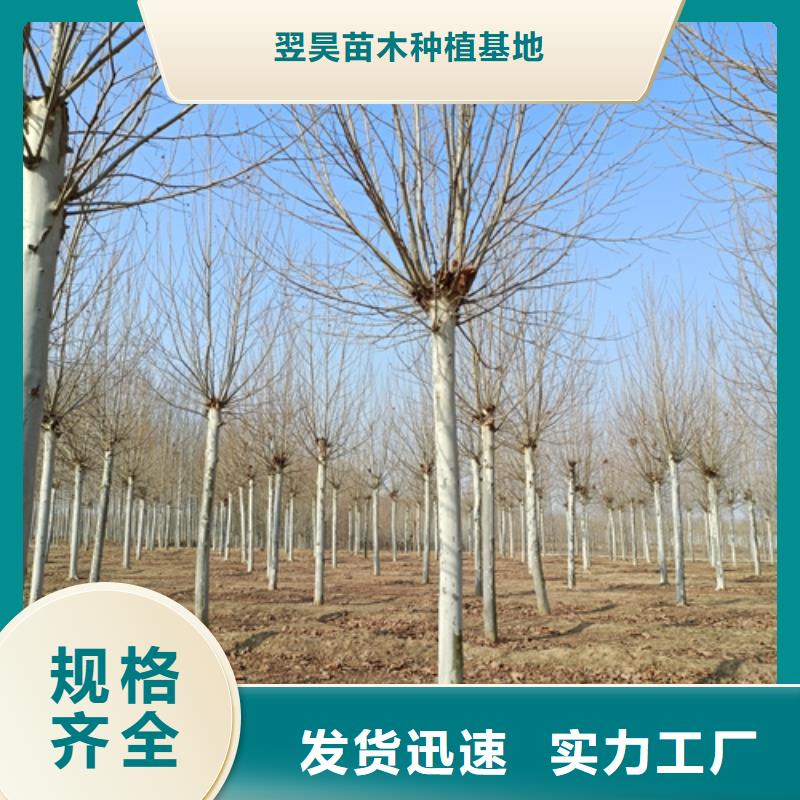 法桐美国红枫不只是质量好