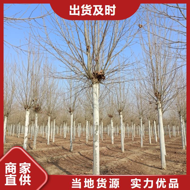 法桐黃金槐源頭廠源頭貨