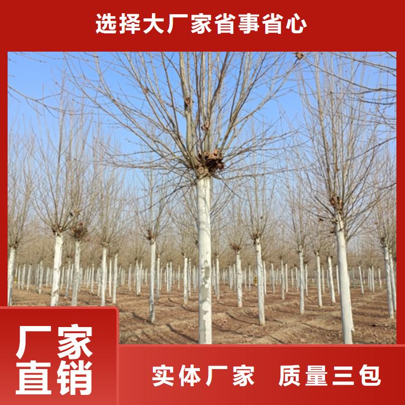 法桐,金叶复叶槭做工细致