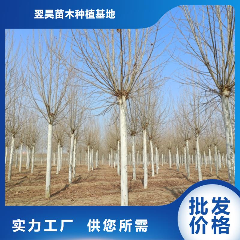 法桐厂家规格全