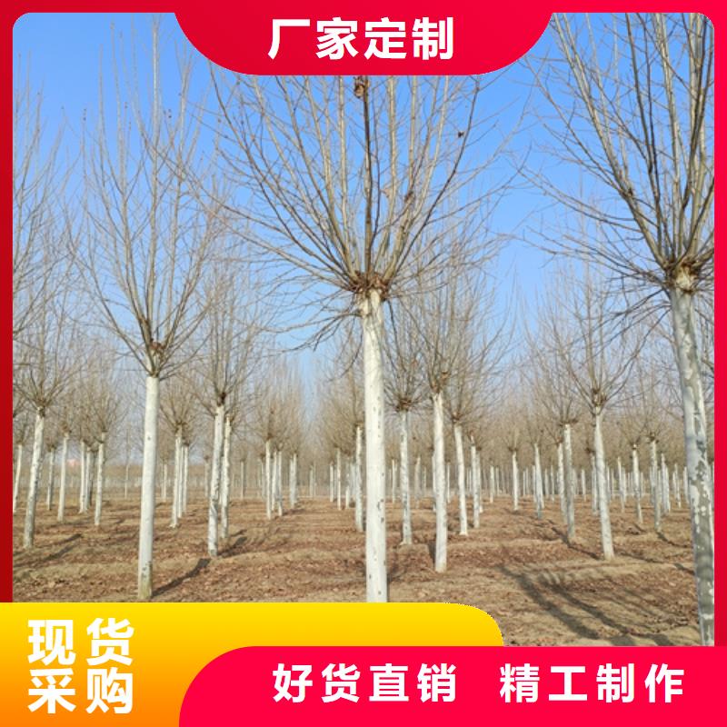 法桐【金叶槐】厂家